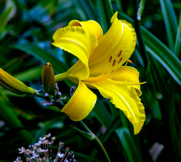 istock fresh bright beautiful yellow lilies in the garden 1263672821