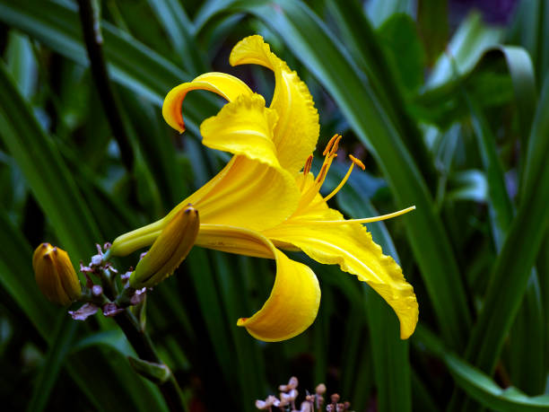 istock fresh bright beautiful yellow lilies in the garden 1263672823