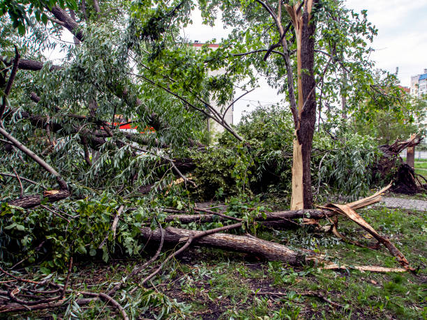 istock trunk of a broken tree during a strong wind in the city 1263672827