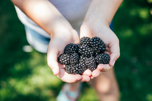 Girl Holding Freshly Picked Blackberries. Summer Berry Food