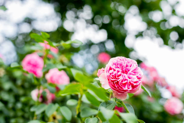 istock Beautiful pink climbing rose in garden. Nature background 1263672932
