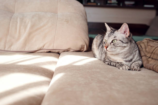 Portrait of a pretty cat is sitting on a sofa. Cosy scene, hygge concept.