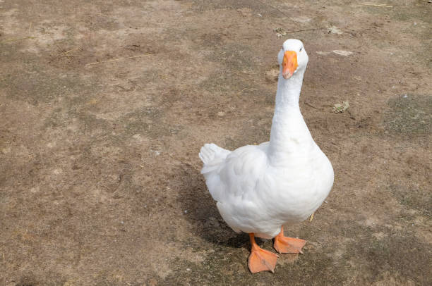 istock A large white farm goose stands and looks into the camera. 1263673893