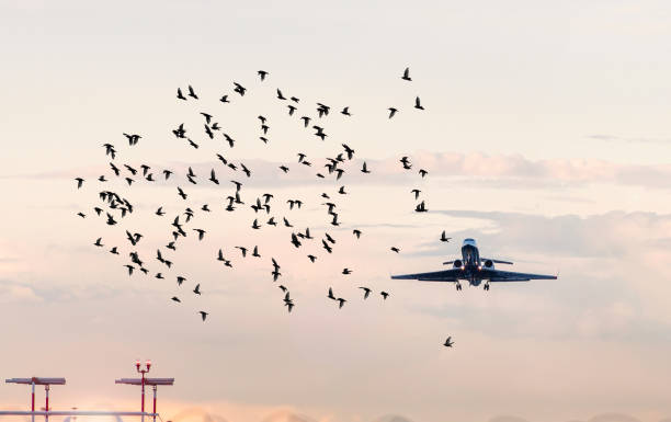 vogelherde vor flugzeug am flughafen, konzeptbild über gefährliche situationen für flugzeuge - strike stock-fotos und bilder