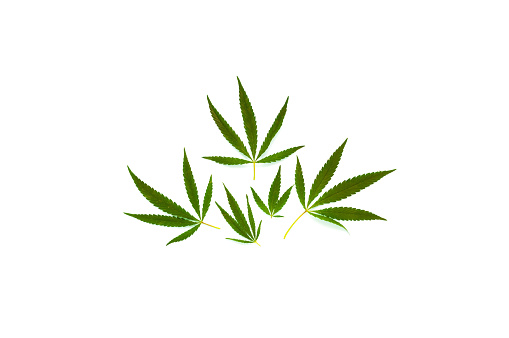 Pattern from hemp leaves on white background. Creative space for design. Close-up