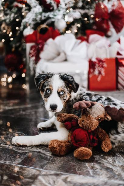istock Christmas dog portrait 1263675201