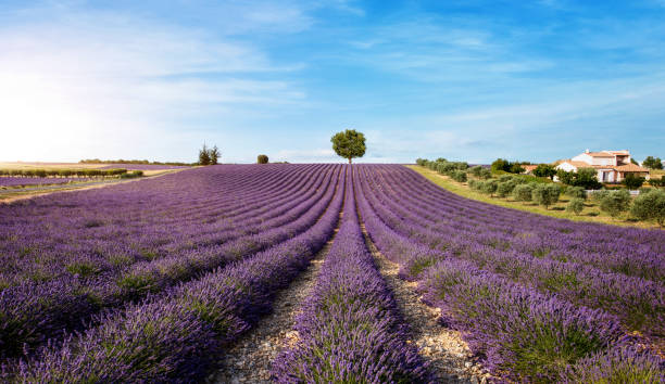 istock lavender field with house and tree 1263675756