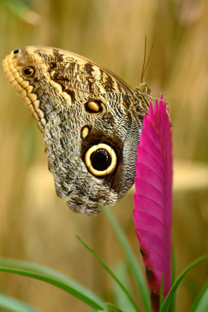 istock Owl butterfly on flowerhead. 1263675778