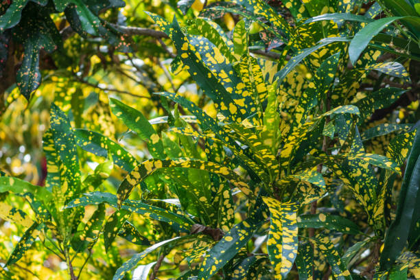 croton de jardín "eleanor roosevelt" (codiaeum variegatum) - davie, florida, ee. uu. - eleanor fotografías e imágenes de stock
