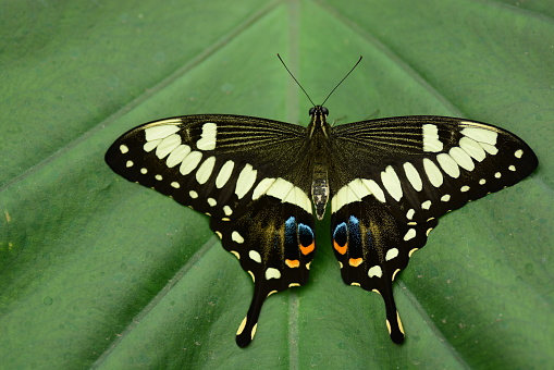 Butterfly garden.: single large lime swallowtail butterfly resting on a green leaf.