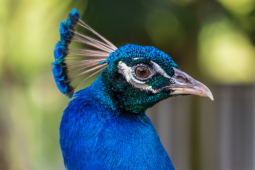 Closeup of the head of a male Indian peacock
