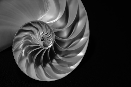Abstract close up of Nautilis seashell