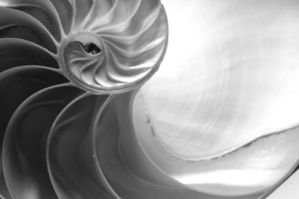 黒と白の断面におけるノーチラス貝殻のクローズアップ - black white macro high contrast ストックフォト�と画像