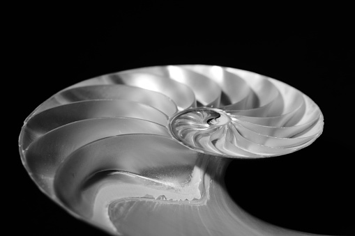 Close-up of Nautilis sea shell in black and white