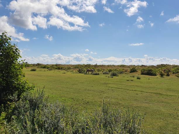 istock Nature on Wadden Island Vlieland 1263677197