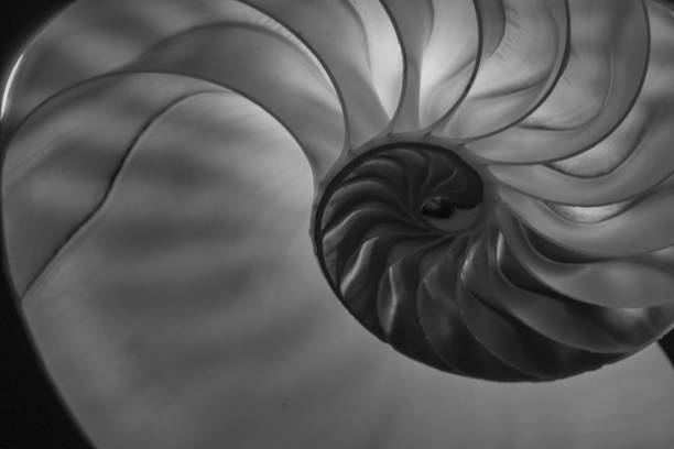 黒と白の断面におけるノーチラス貝殻のクローズアップ - black white macro high contrast ストックフォトと画像