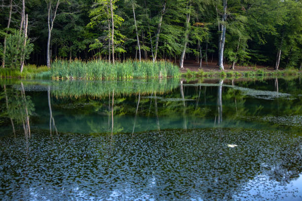 istock leaves in the lake 1263677440
