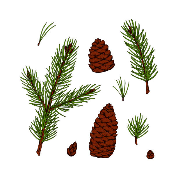 istock Set of hand drawn fir tree branches and cones in colored sketch style isolated on white background. Christmas and New Year decor element 1263677523