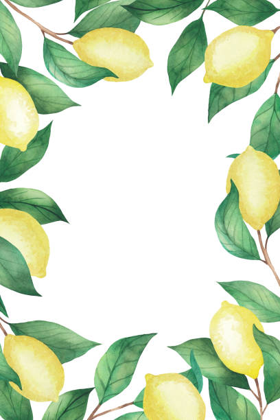 istock Beautiful watercolor invitation on white background. Frame of lemons and green branches, leaves 1263677544