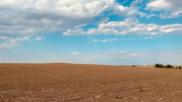 istock Crops field Baragan Romania 1263677630
