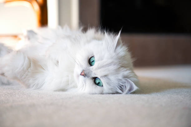 White Persian cat Beautiful White Persian cat laying on its back. white persian cat stock pictures, royalty-free photos & images