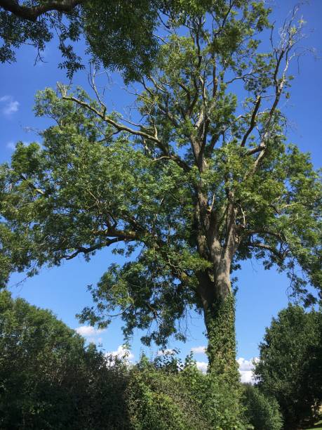 istock Beautiful tree, trunk, leaves, branches sky down a lane 1263678539