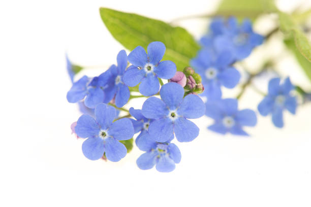 istock Single forget me not flowers with green leaves on a white background 1263678618