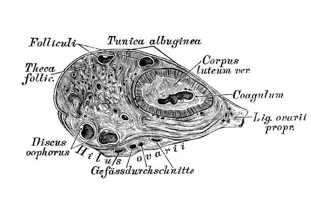 Vertical cut through an ovary Illustration of a Vertical cut through an ovary diagram of female reproductive system drawings stock illustrations