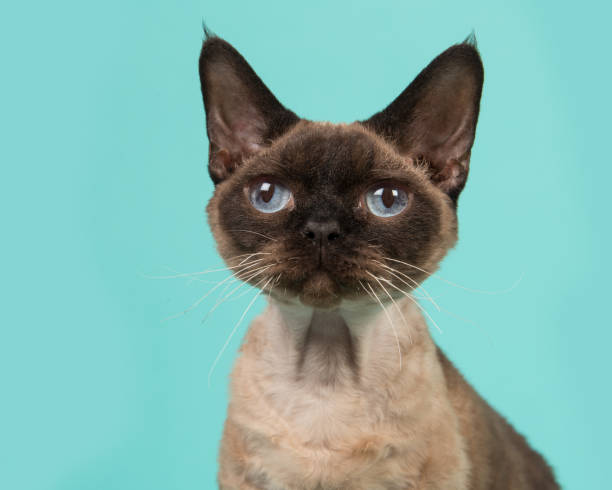 istock Pretty seal point devon rex cat portrait with blue eyes looking up on a mint blue background 1263678732
