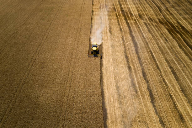 istock Yellow harvester in wheat field 1263678746