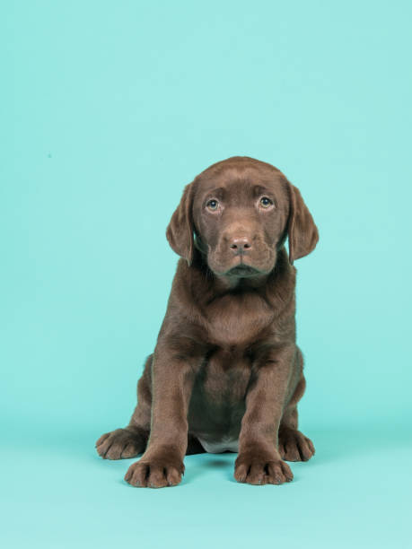istock Cute brown sitting chocolate labrador puppy on a turquoise blue background 1263678752