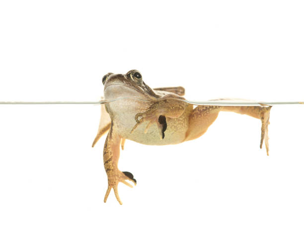 istock Swimming common brown frog  isolated on a white background 1263678842