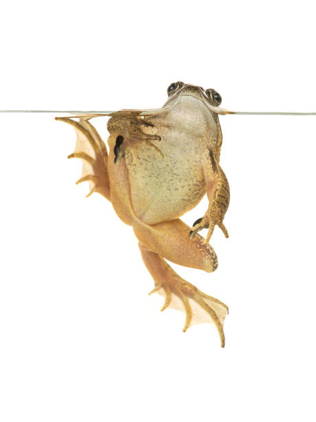 istock Swimming common brown frog seen from the underside isolated on a white background 1263678885