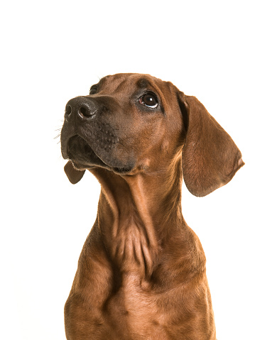 Rhodesian ridgeback puppy portrait looking up isolated on a white background