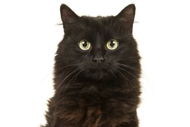 Photo of Portrait of a black long haired cat facing the camera isolated on a white background