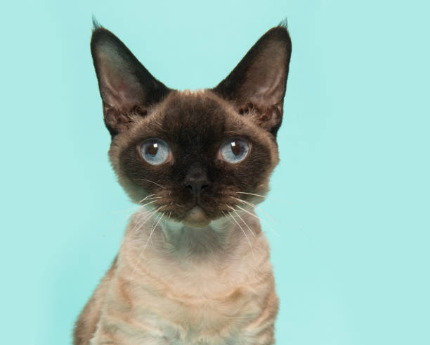 istock Pretty seal point devon rex cat portrait with blue eyes looking straight into the camera on a mint blue background 1263680097