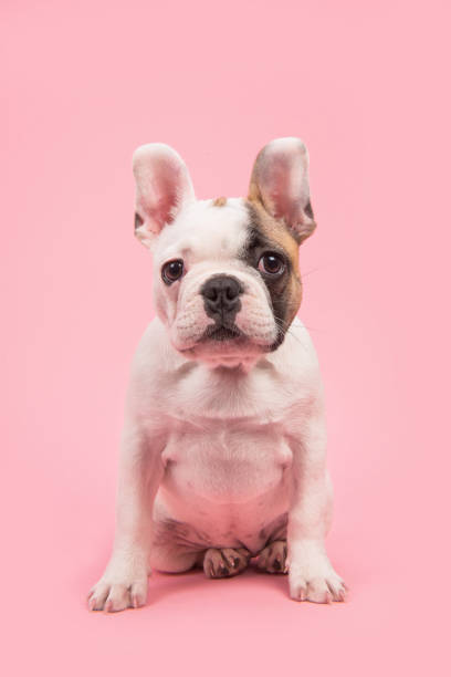 carino cucciolo di bulldog francese quasi bianco seduto e guardando la fotocamera su uno sfondo rosa - dutch bulldog foto e immagini stock