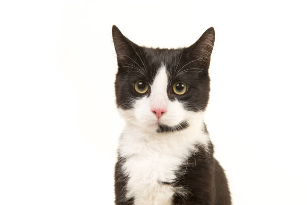 istock Black and white cat portrait facing the camera isolated on a white background 1263680406