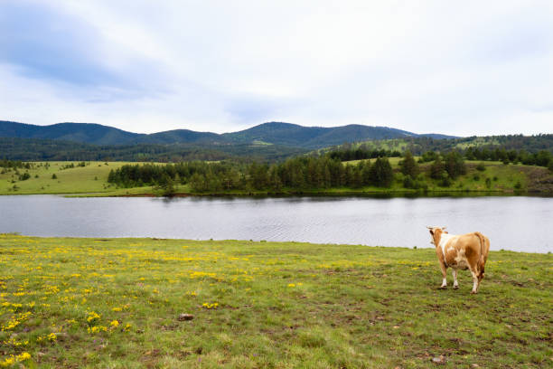 Beautiful landscape photo of a mountains and a cow standing by the river