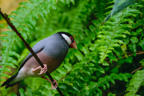 istock Lonely bird looking from the branch 1263680598