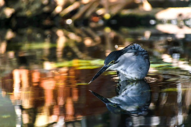 Bird reflecting in the water looking for fish