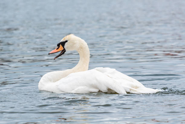 istock Grinning white swan in the lake 1263680682