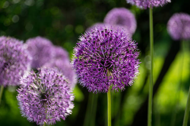 istock Saturated purple Allium flower at first plan with bokeh 1263680719