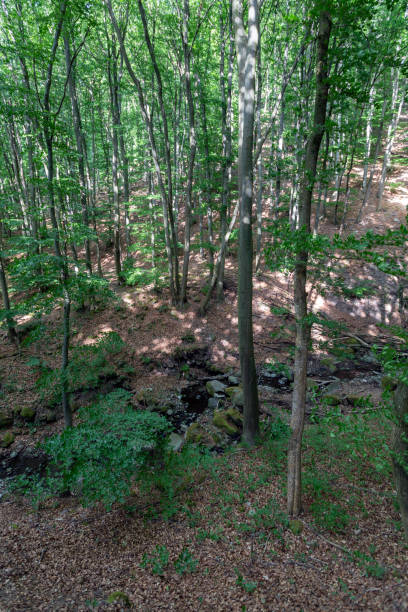 istock Small creek in the Pilis mountains 1263682054