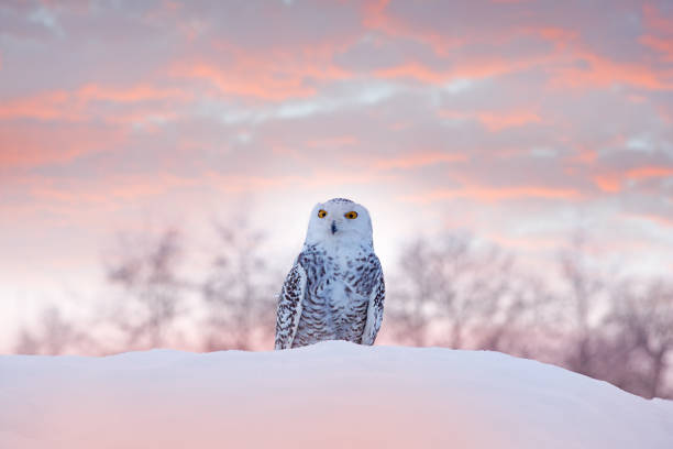 schneeeule sitzt auf dem schnee im lebensraum. kalter winter mit weißem vogel. tierweltszene aus der natur, manitoba, kanada. eule auf der weißen wiese, tierverhalten. - bird nature animal head beak stock-fotos und bilder