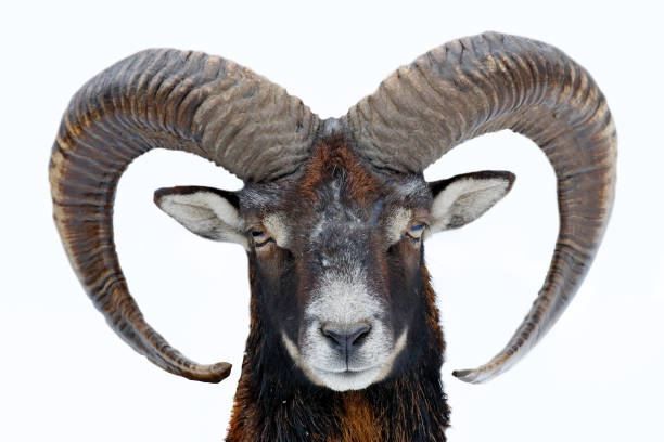Mouflon, Ovis orientalis, horned animal in snow nature habitat. Close-up portrait of mammal with big horn, Czech Republic. Cold snowy tree vegetation, white nature. Snowy winter in forest. Big mouflon mouflon, ovis orientalis, animal con cuernos en hábitat de la naturaleza de la nieve. retrato de primer plano de mamíferos con cuerno grande, república checa. vegetación fría de árboles nevado, naturaleza blanca. invierno nevado en el bosque. gran mu
