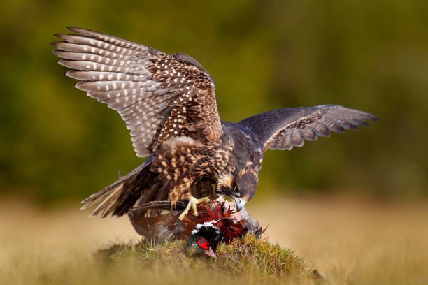 Peregrine falcon with caught kill Pheasant. Beautiful bird of prey feeding on killed big bird on the green mossy rock with dark forest in background. Bird carcas on the forest madow. Wildlife behaviour in nature. halcón peregrino con atrapado matar a pheasant. hermoso pájaro de presa alimentándose de pájaro grande muerto en la roca musgo verde con bosque oscuro en el fondo. carcas de pájaro en el bosque loco. comportamiento de la vida silvestre en la naturalez