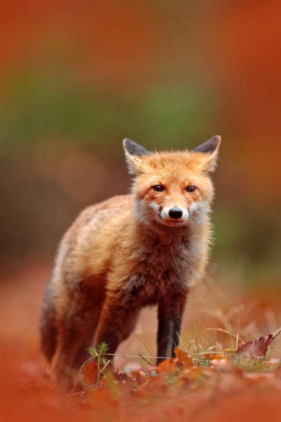 istock Red fox running on orange autumn leaves. Cute Red Fox, Vulpes vulpes in fall forest. Beautiful animal in the nature habitat. Wildlife scene from the wild nature, France, Europe. Cute animal in habitat 1263683270