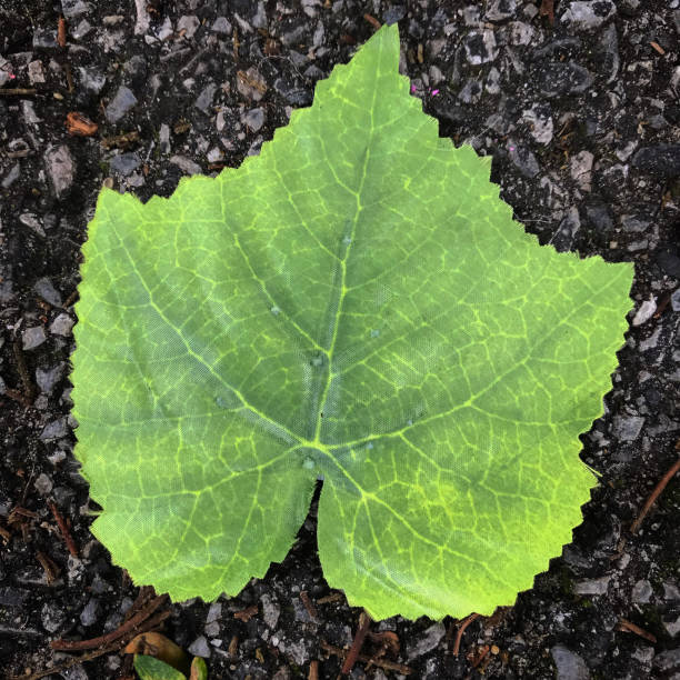 istock Close-up of a leaf on the ground 1263683366