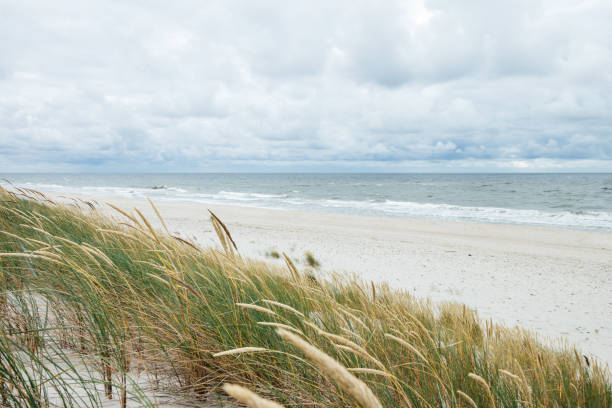 istock Sand dunes and grass on the beach. 1263683543